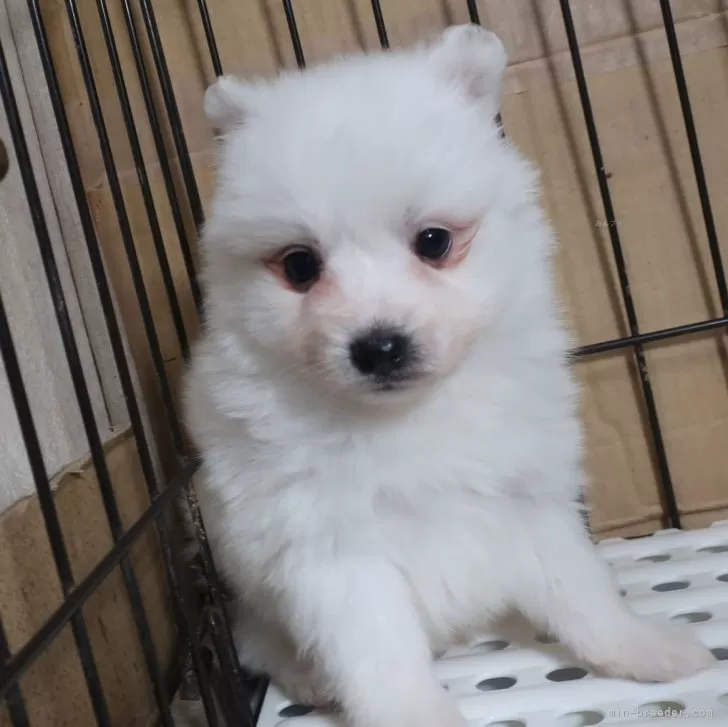 ID:2501-04837の子犬