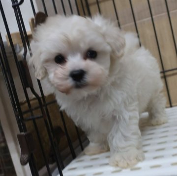 マルプー(マルチーズ×トイプードル)【長崎県・男の子・2024年10月30日・ホワイト】の写真「純白で毛量が多い可愛い子 675」
