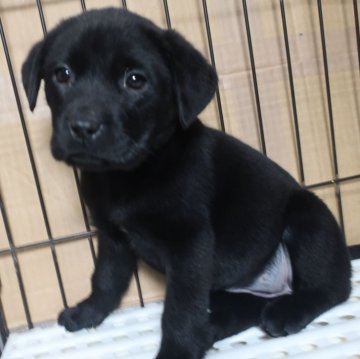 ラブラドールレトリバー【長崎県・女の子・2024年11月4日・ブラック】の写真「とても可愛い女の子　339」