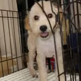 トイプードル(トイ)