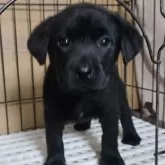 ラブラドールレトリバー【長崎県・男の子・2024年11月4日・ブラック】の写真1