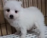 日本スピッツ【長崎県・男の子・2024年12月3日・ホワイト】の写真3