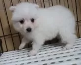 日本スピッツ【長崎県・女の子・2024年12月3日・ホワイト】の写真5