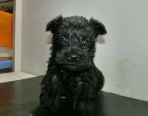 ID：1402-00853の子犬