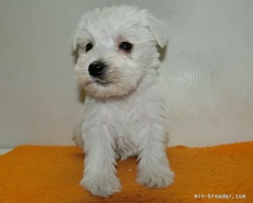 ID：1602-00837の子犬