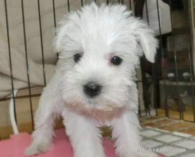 ID：2003-02963の子犬