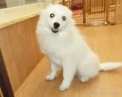 ID：1910-00066の子犬