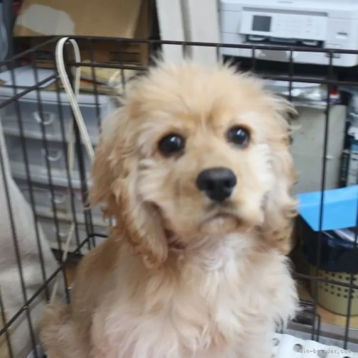 ID：2212-02484の子犬