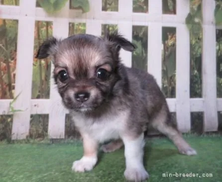 ID:2205-00549の子犬