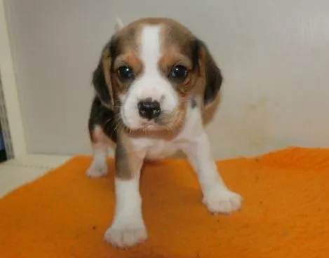 ID：1311-00105の子犬