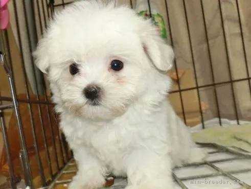 ID：1707-00836の子犬