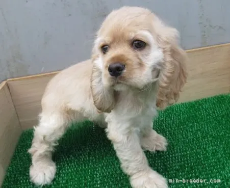 ID:2203-03888の子犬