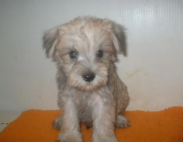 ID：1307-01040の子犬