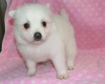 ID：1904-02035の子犬