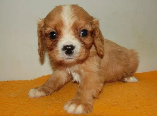 ID：1605-00717の子犬