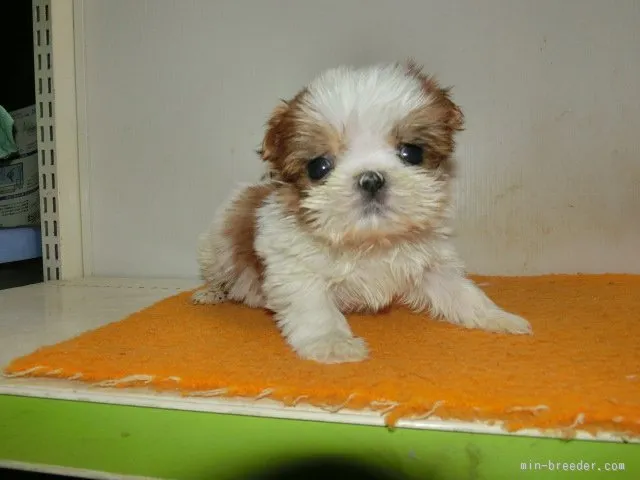 ID：1602-01568の子犬