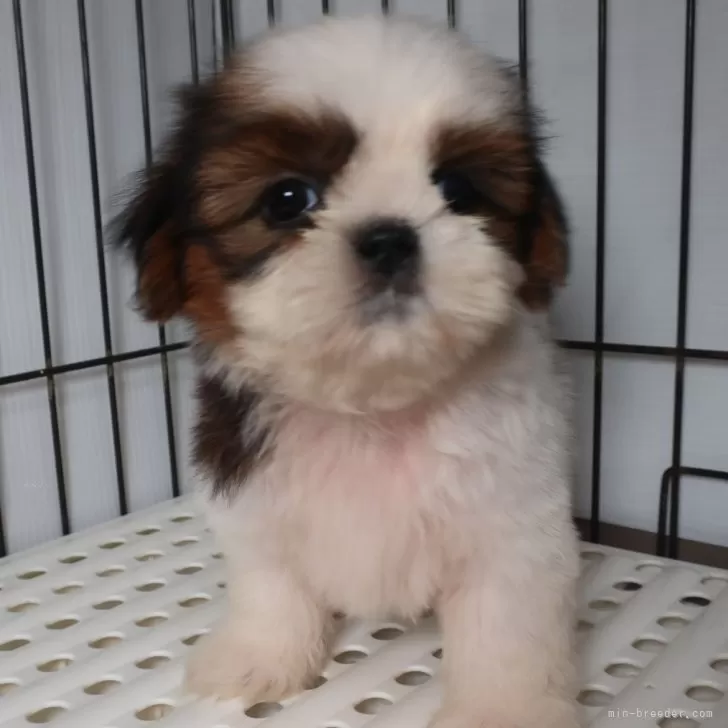 ID：2410-01081の子犬