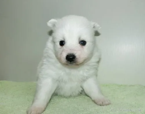 ID：1901-03136の子犬