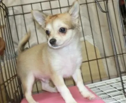 ID：2105-01232の子犬