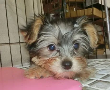 ID：2110-02272の子犬