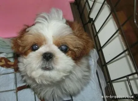 ID：1603-01116の子犬