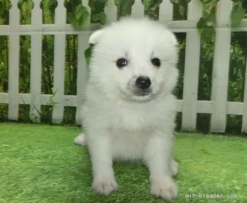 ID：2109-04085の子犬