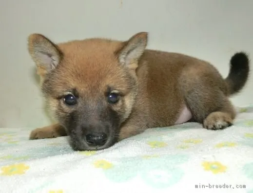 ID：1711-00561の子犬