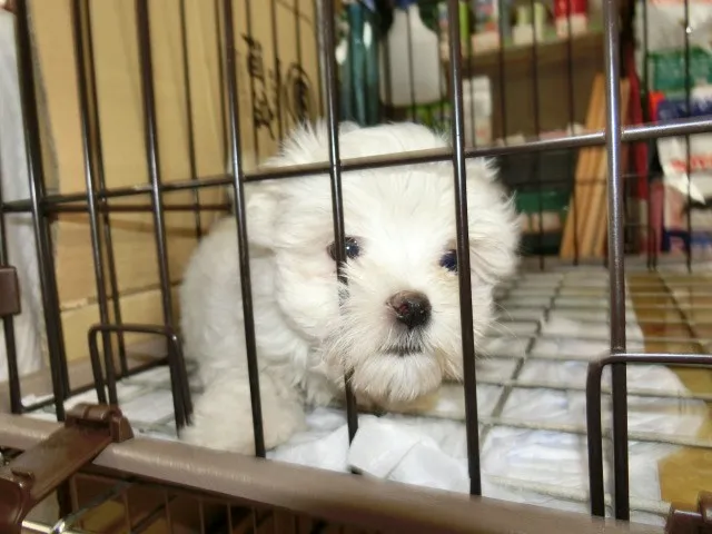 ID：1405-00014の子犬