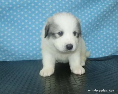 ID：1511-01113の子犬