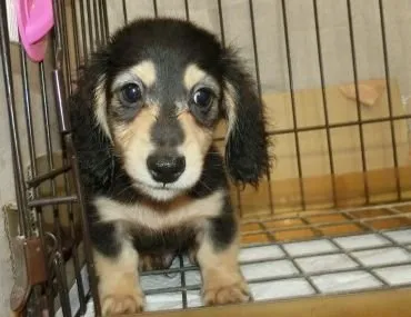 ID：1804-02510の子犬