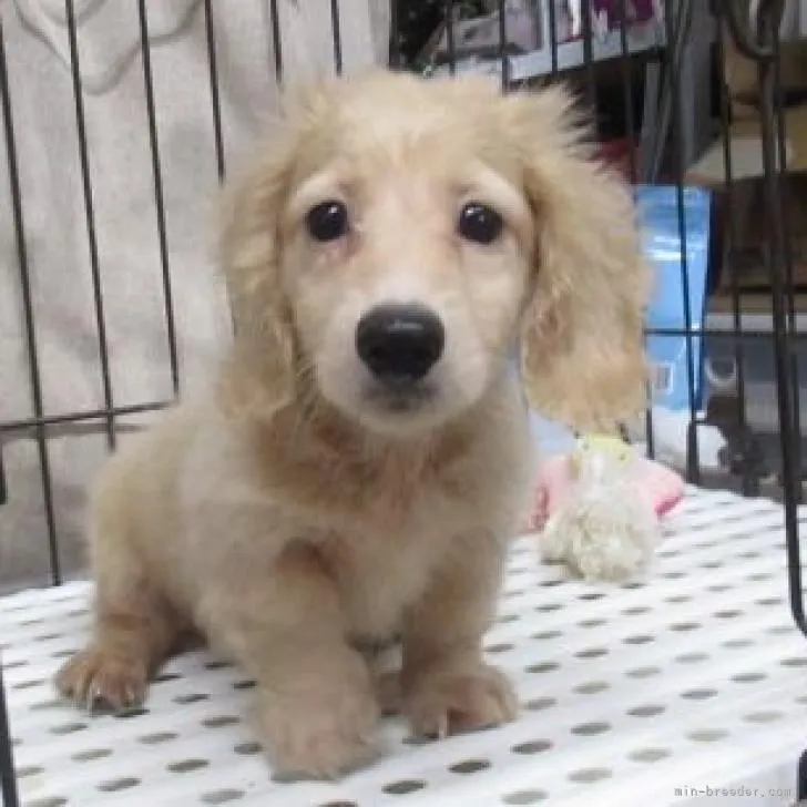 ID：2209-02419の子犬