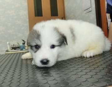 グレートピレニーズ【長崎県・男の子・2015年3月7日・ホワイトグレーマーキング】の写真「きれいな顔立ちのピレニーズ」