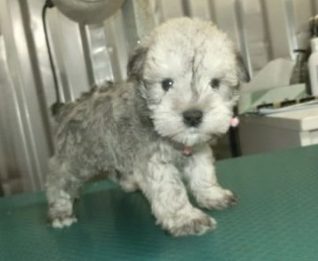 ミニチュアシュナウザー【長崎県・男の子・2021年11月16日・ソルト&ペッパー】の写真「小ぶりなシュナウザー」