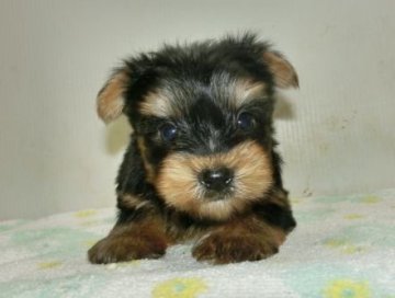 ヨークシャーテリア【長崎県・男の子・2017年7月16日・スチールブルータン】の写真「小ぶりで可愛い男の子」