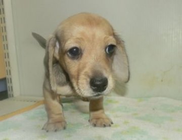 ミニチュアダックスフンド(スムース)【長崎県・女の子・2017年11月15日・シェイデッドイエロー】の写真「とても可愛いダックスフンドの女の子」