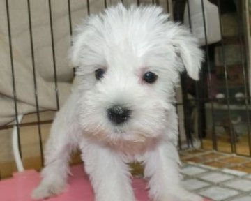 ミニチュアシュナウザー【長崎県・女の子・2020年2月10日・ホワイト】の写真「珍しいシュナウザー（キャッシュレス決済5％還元）」