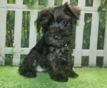 ミニチュアシュナウザー【長崎県・女の子・2021年8月3日・ブラック】の写真「小ぶりなシュナウザー」