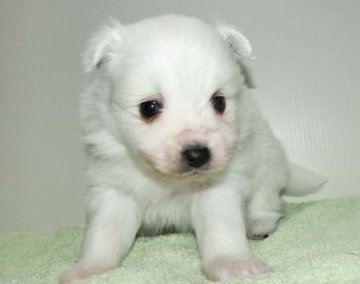 日本スピッツ【長崎県・女の子・2018年12月24日・ホワイト】の写真「純白の日本スピッツです。」