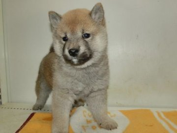 柴犬(標準サイズ)【長崎県・男の子・2017年1月14日・赤】の写真「狸顔のとても可愛い男の子」