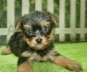 ヨークシャーテリア【長崎県・女の子・2021年8月23日・スチールブルータン】の写真「小ぶりで可愛い女の子」