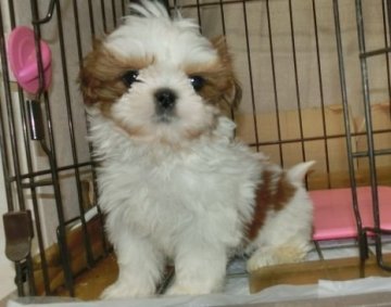 シーズー【長崎県・女の子・2018年11月21日・ホワイト&ゴールド】の写真「小ぶりなシーズーです。」