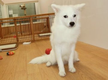 日本スピッツ【長崎県・男の子・2016年3月25日・ホワイト】の写真「純白の日本スピッツ」