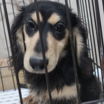 ミニチュアダックスフンド(ロング)【長崎県・男の子・2023年8月30日・ブラッククリーム】の写真「無駄吠えの少ないおとなしい男の子です。」