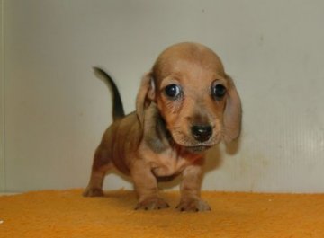 ミニチュアダックスフンド(スムース)【長崎県・女の子・2016年8月20日・シェイデッドレッド】の写真「手入れがとても簡単。かわいいダックスです。」