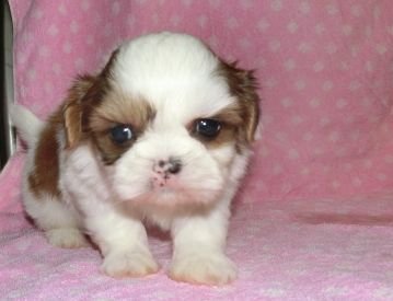 シーズー【長崎県・男の子・2018年3月18日・ホワイト&ゴールド】の写真「小ぶりなシーズーです。」