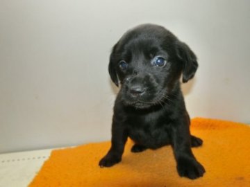 ラブラドールレトリバー【長崎県・女の子・2014年12月15日・ブラック】の写真「」