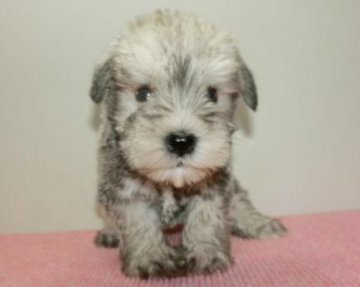 ミニチュアシュナウザー【長崎県・女の子・2019年7月14日・ソルト&ペッパー】の写真「小ぶりなシュナウザー」