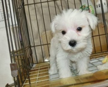 ミニチュアシュナウザー【長崎県・女の子・2019年8月8日・ホワイト】の写真「小ぶりなシュナウザー」