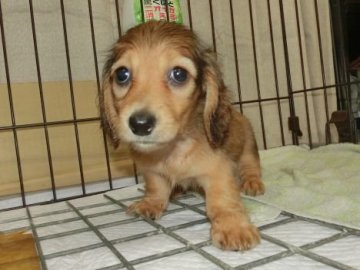 ミニチュアダックスフンド(ロング)【長崎県・男の子・2017年5月8日・シェーデッドレッド】の写真「手入れがとても簡単。かわいいダックスです。」