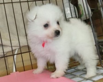 日本スピッツ【長崎県・女の子・2020年3月3日・ホワイト】の写真「純白の日本スピッツ【キャッシュレス決済5％還元】」